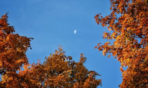 Low angle view of trees against clear blue sky