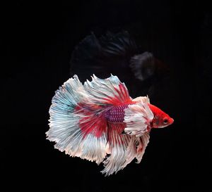 Close-up of jellyfish against black background