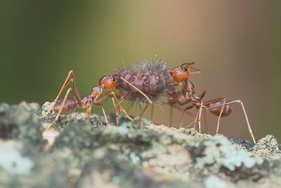 Close-up of ants hunting