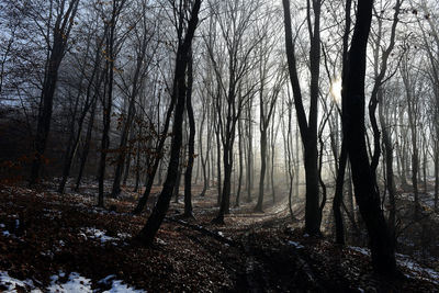 Bare trees in forest during winter