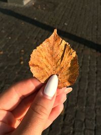 Cropped image of hand holding maple leaf