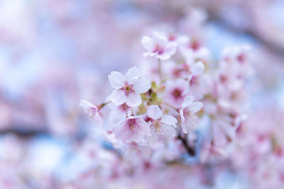 Sakura is in full bloom in japan