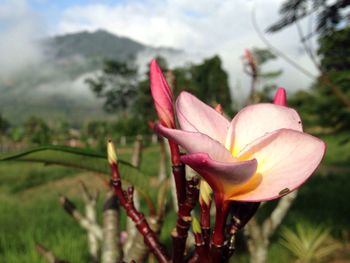 Close-up of flower blooming against sky