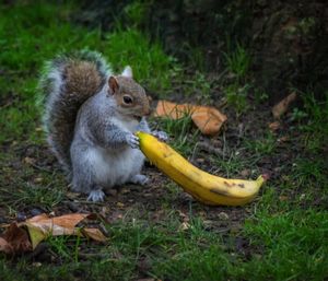 Squirrel eating fruit on field