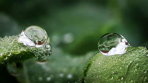 Close-up of water drops on plant