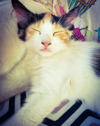 Close-up portrait of cat relaxing at home