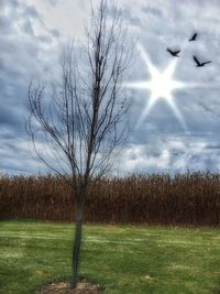 Bare trees on field against sky