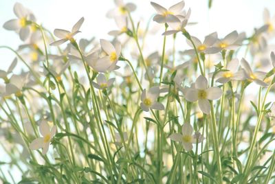 Close-up of tiny white flowers blooming outdoors