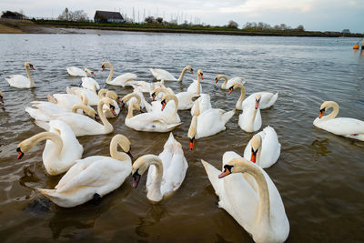 Swans swimming in lake