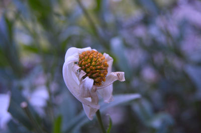 Close-up of purple white flower