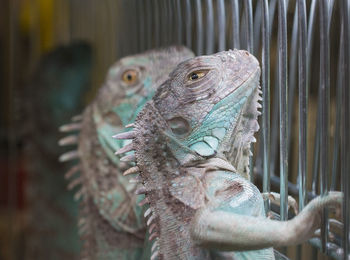 Close-up of bearded dragons