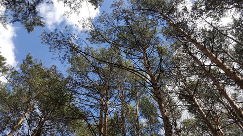 Low angle view of trees in forest