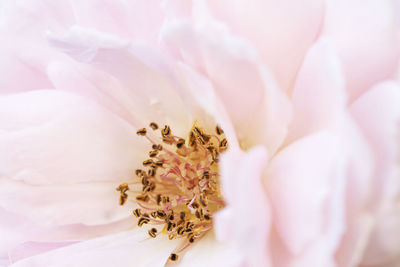 Close-up of pink rose flower