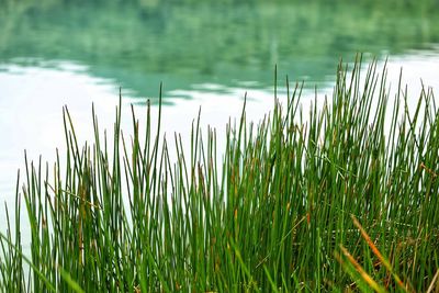 Close-up of grass by lake