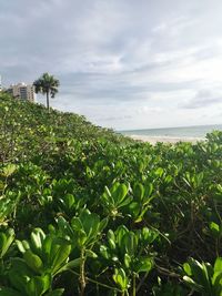 Plants growing by sea against sky