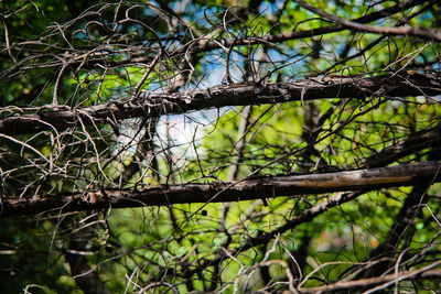 Trees growing against sky