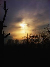 Silhouette of trees at sunset