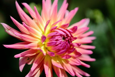 Close-up of pink flower blooming outdoors