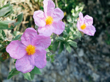 Close-up of flowers blooming outdoors