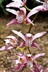 Close-up of pink flowers blooming outdoors