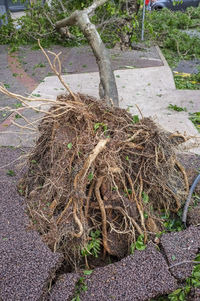 Close-up of tree