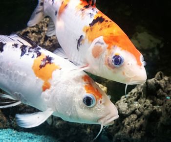 Close-up of fish swimming in water