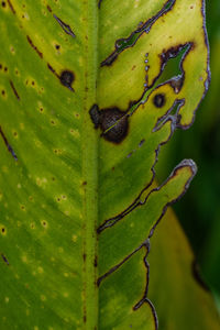 Close-up of green leaf