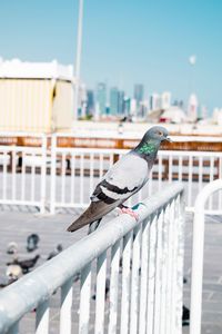 Seagull perching on railing