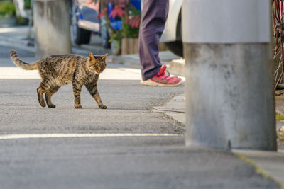 Low section of cat walking on street