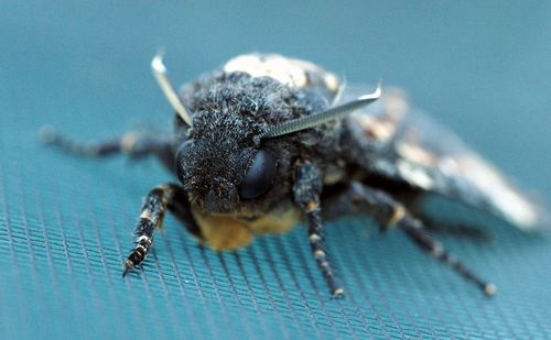 Close-up of insect on leaf