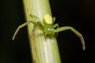 Close-up of insect on leaf