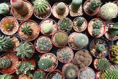 Full frame shot of succulent plants