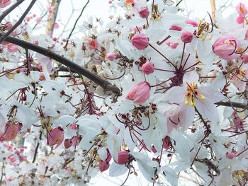 Close-up of pink magnolia blossoms in spring