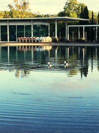 View of birds swimming in lake