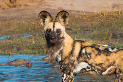 African wild dogs hwange national parc, zimbabwe