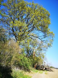 Tree on field against clear blue sky