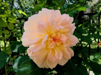 Close-up of white rose