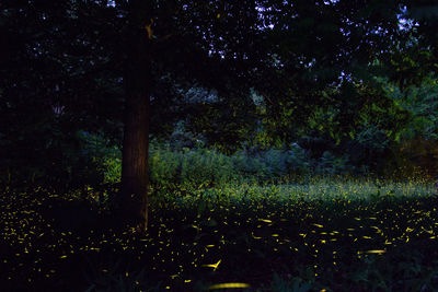 Trees on field in forest