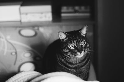 Portrait of cat sitting at home