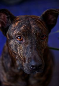 Close-up portrait of dog