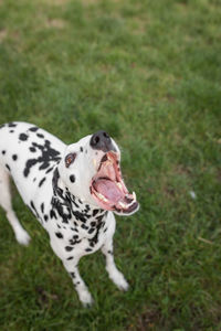 High angle view of a dog on field