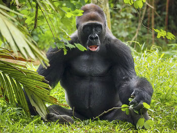 Gorilla sitting on land