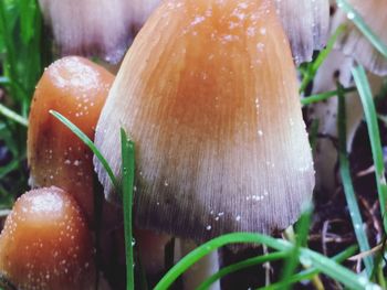 Close-up of mushrooms growing on tree trunk