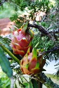 Close-up of flower growing on tree