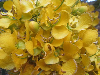 Close-up of fresh yellow flowers