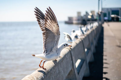 Seagull flying, seagulls perching on railing to take off into the sea.