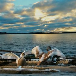 Swans on sea shore against sky during sunset