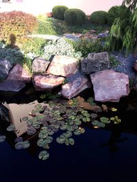 Close-up of leaves floating on water