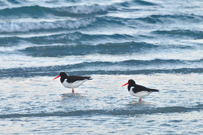 Seagulls on beach