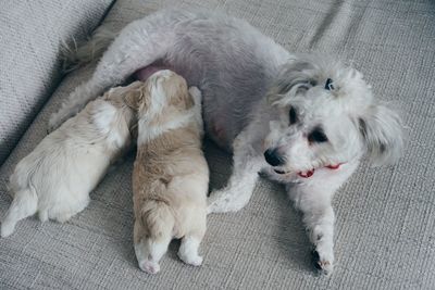 High angle view of dog and puppies relaxing on bed